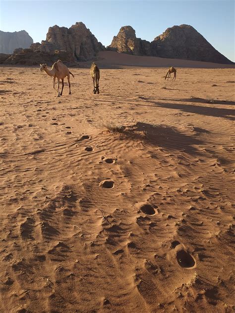 Jordan sand dune magic camp